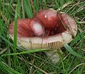 Russula lilacea