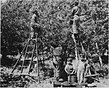 Tejano family picking cherries