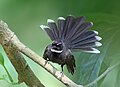 Image 62Fantails are small insectivorous birds of Australasia, Southeast Asia and the Indian subcontinent of the genus Rhipidura in the family Rhipiduridae. The pictured specimen was photographed at Bhawal National Park. Photo Credit: Md shahanshah bappy