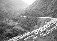 Waioeka Gorge, New Zealand