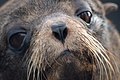 Image 13A Galápagos fur seal on Santiago Island (from Galápagos Islands)