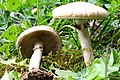 Agrocybe praecox