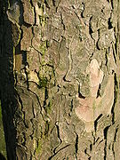 Bark