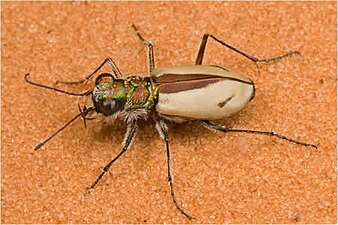 Coral Pink Sand Dunes tiger beetle (Cicindela albissima)