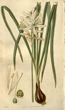 Curtis's botanical magazine (Plate 2774) (8611175240).jpg
