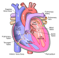 Thumbnail for Pulmonary artery