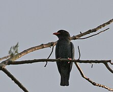 at Jayanti in Buxa Tiger Reserve in Jalpaiguri district of West Bengal, India.