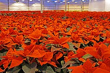 Many euphorbia pulcherrima flowers, all the same height, growing in a very large cylindrical greenhouse with white walls. A number of growing lights hang from the ceiling.