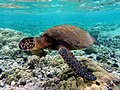 Image 36Green sea turtle (from Funafuti Conservation Area)