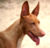 Pharaoh Hound