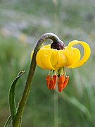 Lilium albanicum