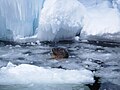 氷の隙間から顔を出すゴマフアザラシ 新しい画像
