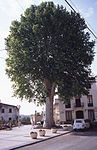 Plàtan de la Plaça de la Riera de Gaià