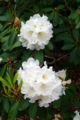 Rhododendron decorum subsp. diaprepes