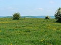 Rodborough Common flowering