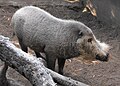 Bearded pig