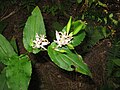 Tricyrtis affinis -konnanliljalaji