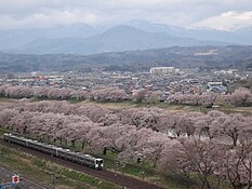 樅ノ木は残った展望デッキから一目千本桜