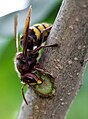 Vapsik (Vespa crabro) taimemahlast toitumas