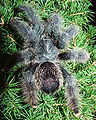 Avicularia metallica