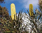 Banksia attenuata