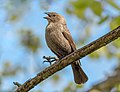 Image 56Female brown-headed cowbird chattering in Jamaica Bay Wildlife Refuge