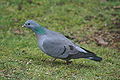 Kék galamb (Columba oenas)