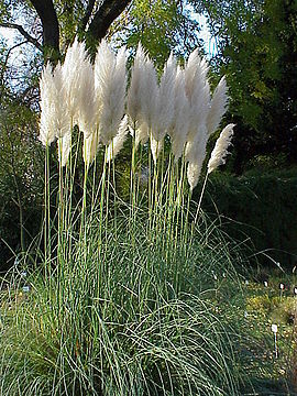 Cortaderia selloana