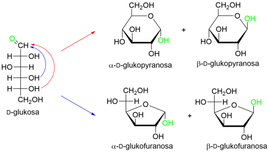 שני מסלולים אפשריים לסגירת הסוכר. במסלול האדום רואים תקיפה של פחמן מספר 5, ואילו במסלול הכחול רואים תקיפה של פחמן מספר 4. כמו כן מתוארות קונפורמציות אלפה ובטא של כל אחת מהתקיפות.
