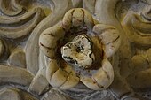 Photographie montrant des détails décoratifs, notamment une fleur à cinq pétales, d'un panneau sculpté en marbre blanc de la paroi du mihrab.