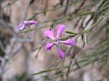 Dianthus pendulus