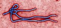 Image 5Foto virion virus ebola dalam mikroskop transmisi elektron yang telah diwarnai. Oleh: Cynthia Goldsmith dari CDC. (from Portal:Virus/Gambar pilihan)