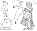 Organele genitale ale speciei Bengalia labiata Robineau-Desvoidy 1830.