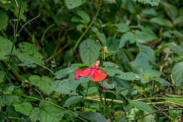 Une fleur dans la réserve naturelle de Bururi. Juin 2022.