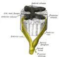 脊髄神経と前根および後根。