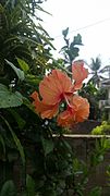 Hibiscus flower from Kandy, Sri Lanka