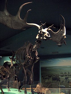 Megaloceros giganteuksen luuranko museossa Washington DC:ssä.