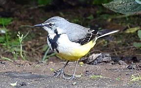 Madagascan Wagtail