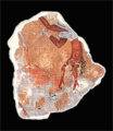Fragment eines minoischen Freskos aus Auaris (Ägypten)