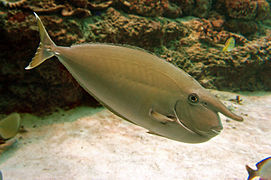 Ejemplar adulto con coloración marrón en el Acuario de Okinama Churaumi, Japón