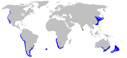 Areál rozšíření (modrá)