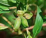 Frukter hos småbuskpion (Paeonia delavayi), av apokarpa pistiller.