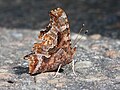 Polygonia comma