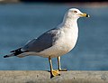 Image 40Ring-billed gull in Red Hook, Brooklyn