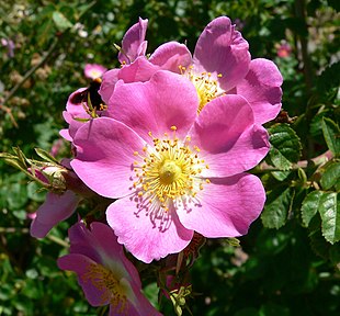 Æblerose (Rosa rubiginosa) Foto: Stan Shebs