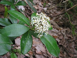 Japansk skimmia (Skimmia japonica) Foto: Qwert1234