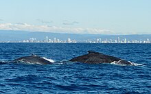 Photo of whales at surface with buildings in the background