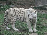 重庆动物园的白虎