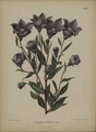 Tranh vẽ loài Platycodon grandiflorus của Abraham Jacobus Wendel, 1868