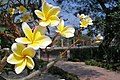 Fleurs jaunes de frangipanier